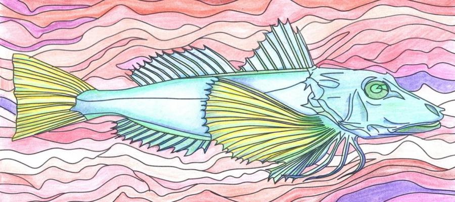 coloured-in fish drawing