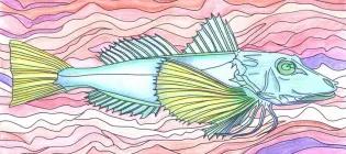 coloured-in fish drawing