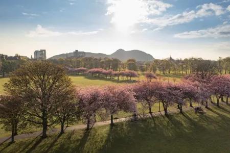 A photograph of the meadows in Edinburgh focused on a tree lined path with a sunny sky above