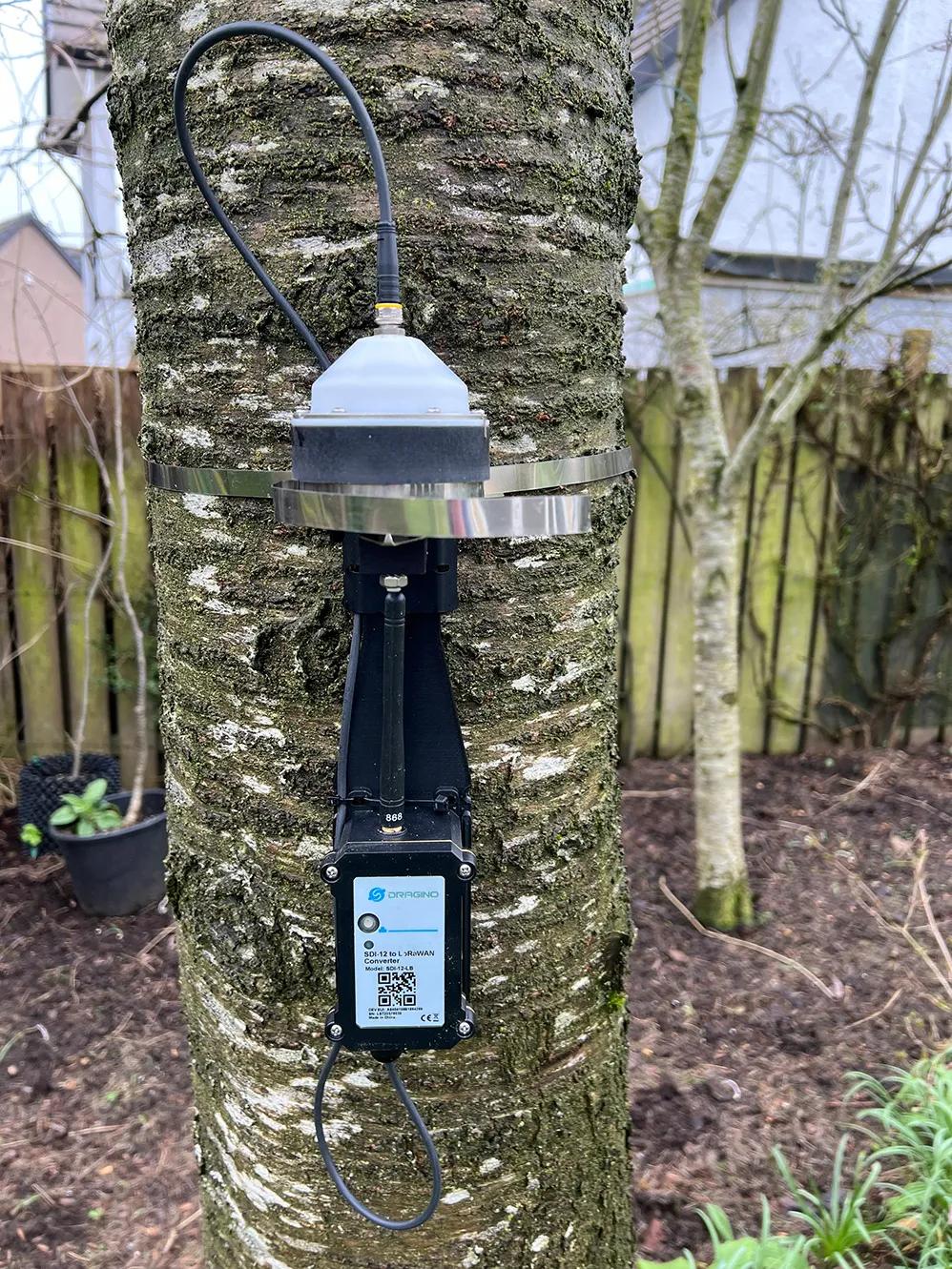 Dendrometer on a tree